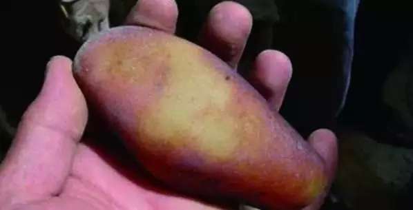 漲知識(shí)，玉也能騙人！照玉手電筒照出真相